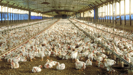 Maya Farm Chickens.jpg